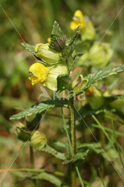 Yellow-rattle (Rhinanthus minor)