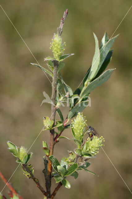 Kruipwilg (Salix repens)