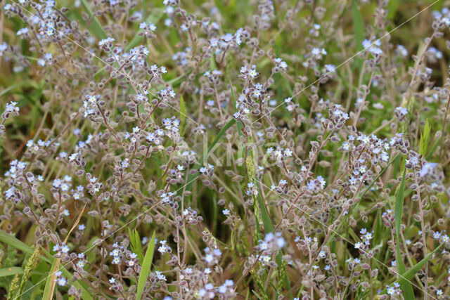 Early Forget-me-not (Myosotis ramosissima)