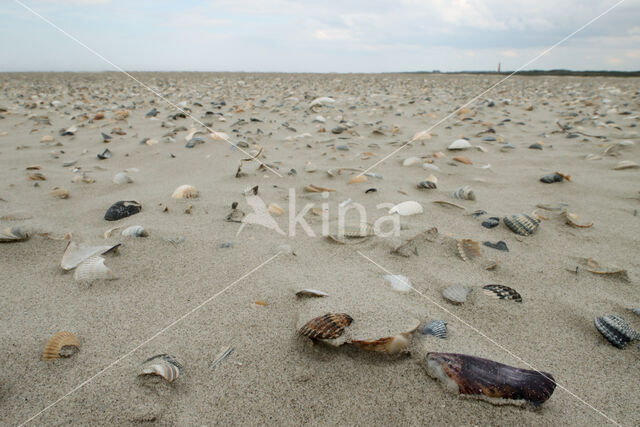 National Park Schiermonnikoog