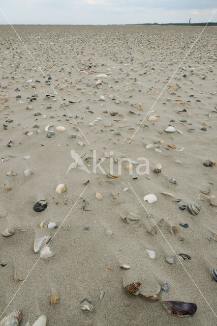 National Park Schiermonnikoog