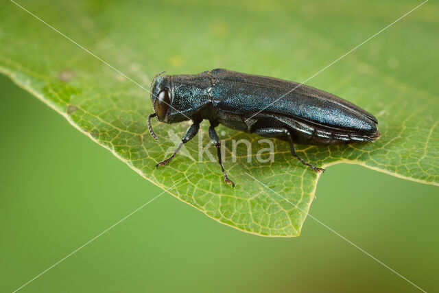 Agrilus sulcicollis