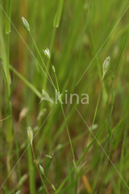 Upright Chickweed (Moenchia erecta)