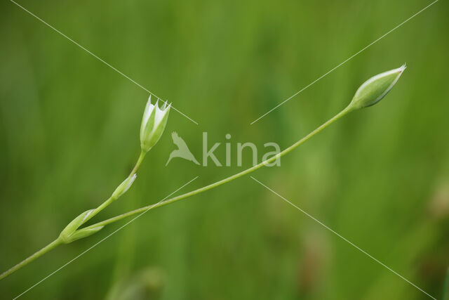 Upright Chickweed (Moenchia erecta)