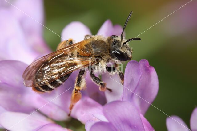 Wikkebij (Andrena lathyri)