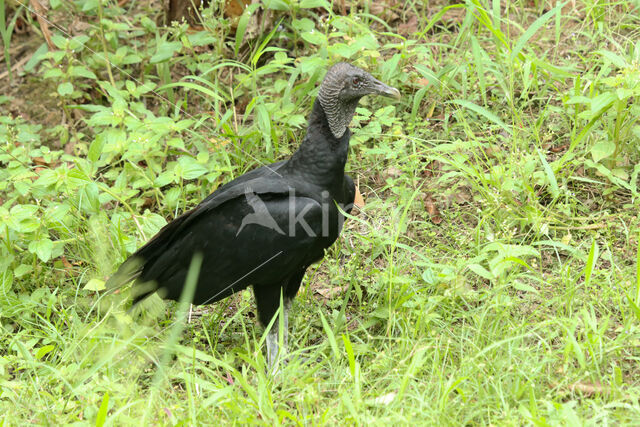 American black vulture (Coragyps atratus)