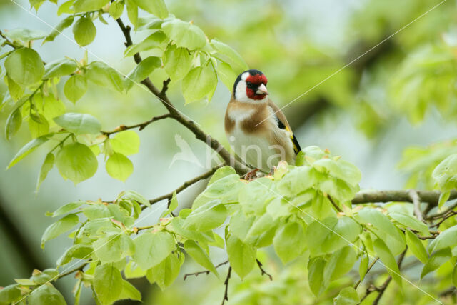 European Goldfinch (Carduelis carduelis)