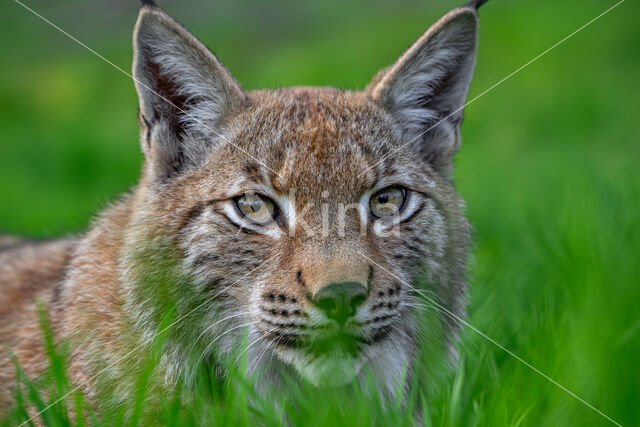 Euraziatische lynx (Lynx lynx)