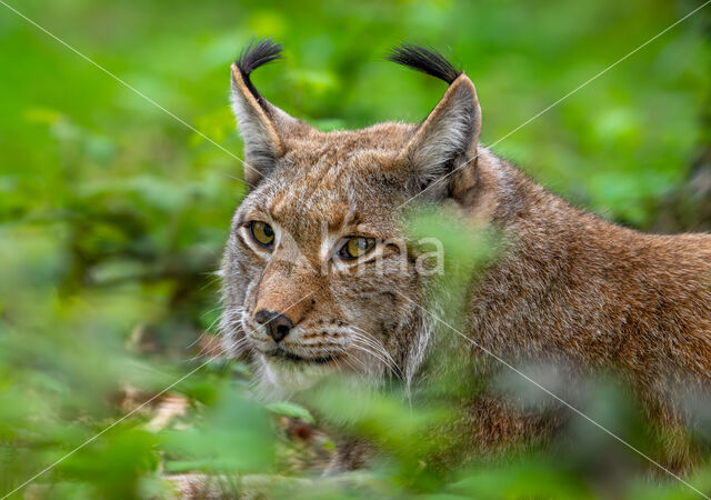 Euraziatische lynx (Lynx lynx)