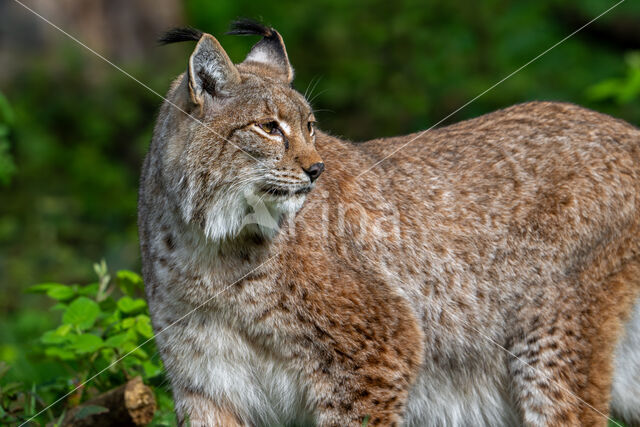 Euraziatische lynx (Lynx lynx)