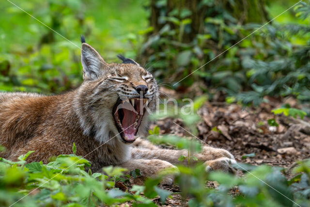 Euraziatische lynx (Lynx lynx)