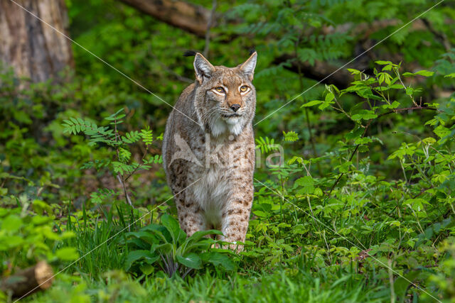 Euraziatische lynx (Lynx lynx)