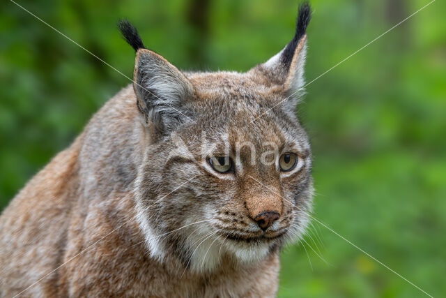 Euraziatische lynx (Lynx lynx)