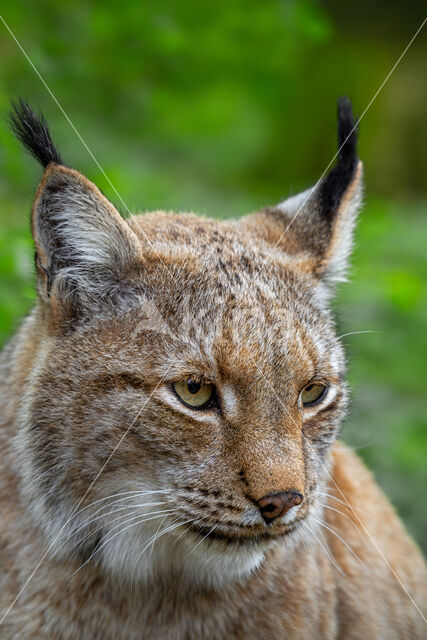 Euraziatische lynx (Lynx lynx)