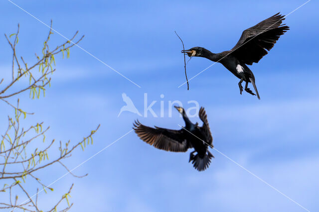 Great Cormorant (Phalacrocorax carbo)