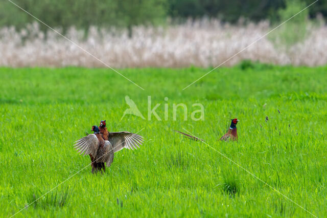 Ring-necked Pheasant (Phasianus colchicus)