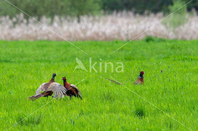 Ring-necked Pheasant (Phasianus colchicus)