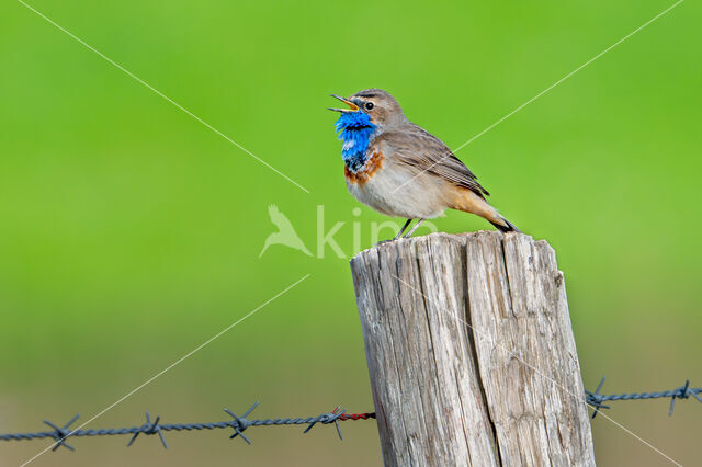 Witgesterde blauwborst