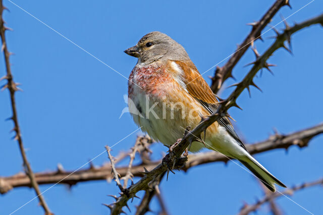 Kneu (Carduelis cannabina)