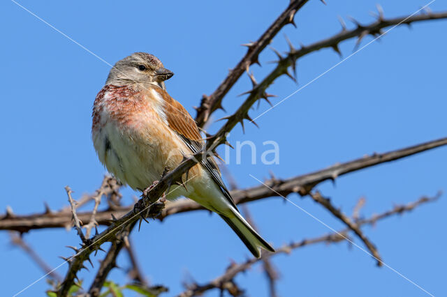 Kneu (Carduelis cannabina)