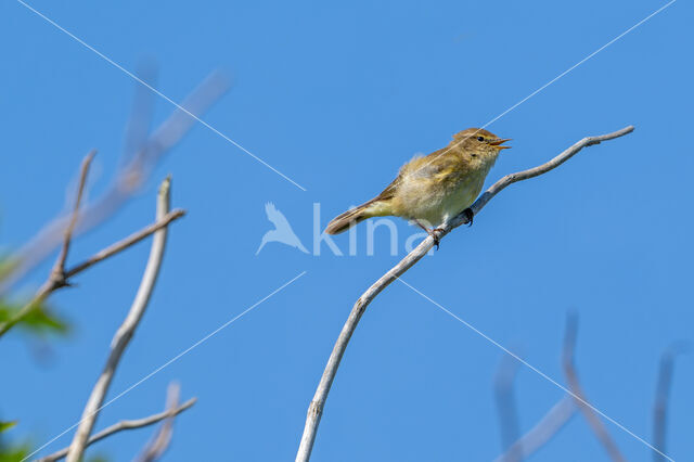 Tjiftjaf (Phylloscopus collybita)