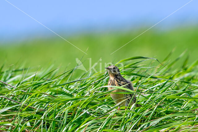 Graspieper (Anthus pratensis)