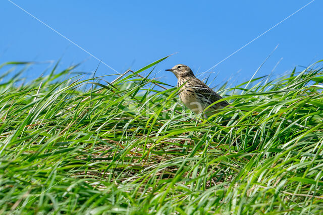 Meadow Pipit (Anthus pratensis)