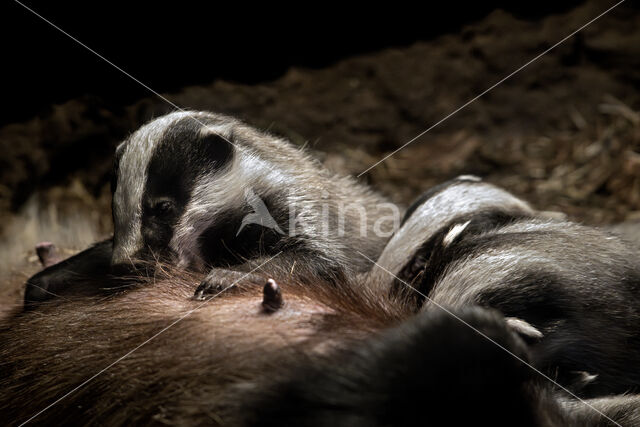 Badger (Meles meles)