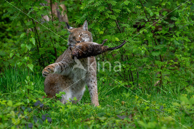 Euraziatische lynx (Lynx lynx)