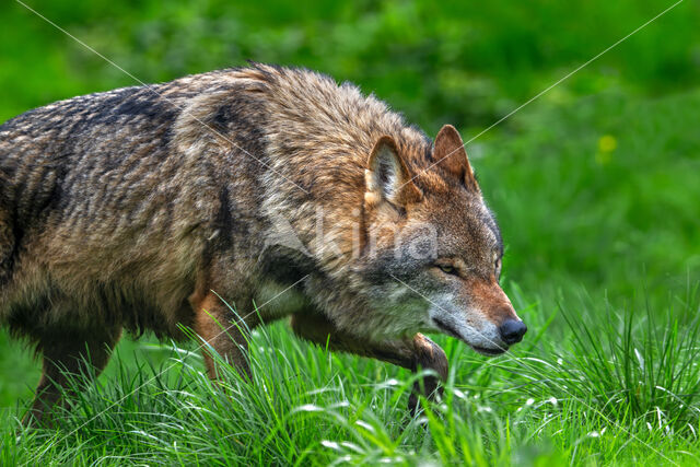 Europese wolf (Canis lupus lupus)