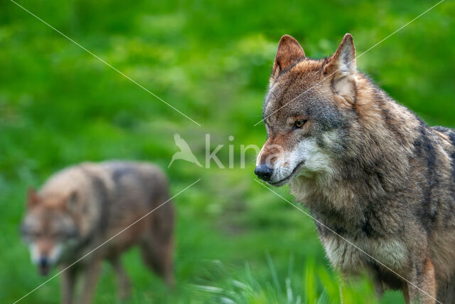 Europese wolf (Canis lupus lupus)