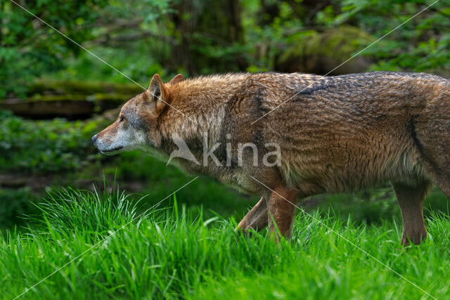 Europese wolf (Canis lupus lupus)