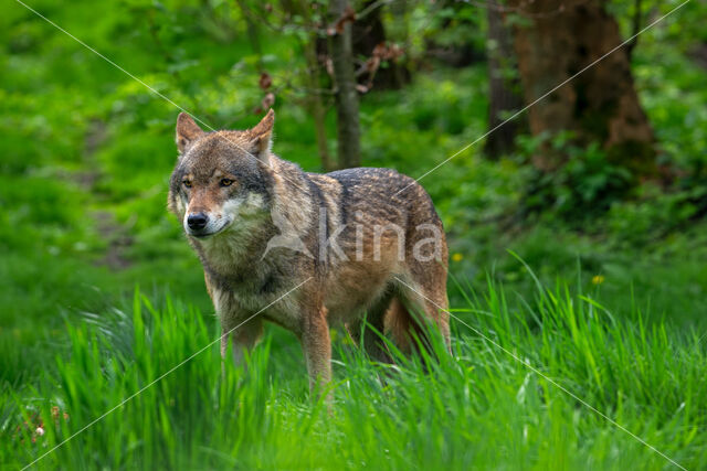 Europese wolf (Canis lupus lupus)