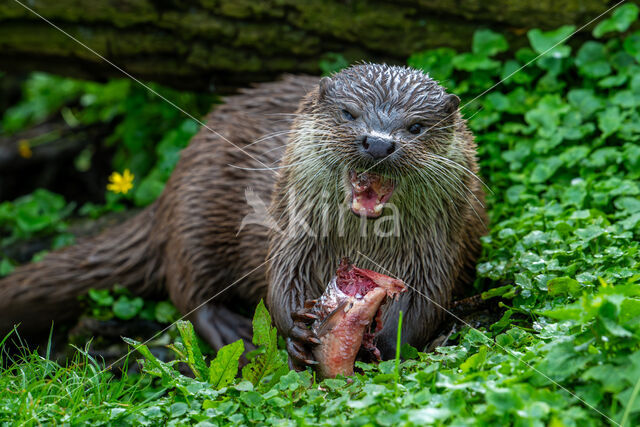 Visotter