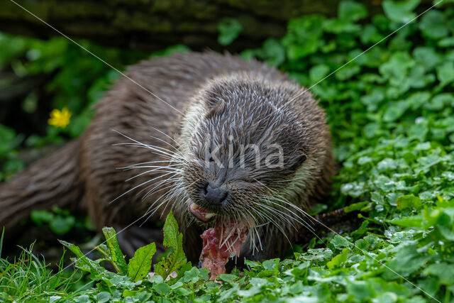 Visotter