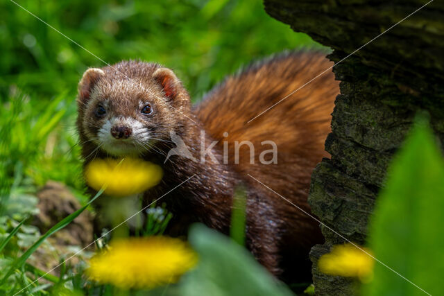 Bunzing (Mustela putorius)