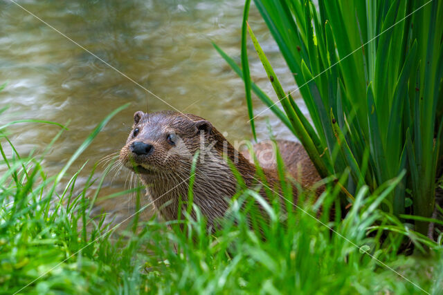 Visotter