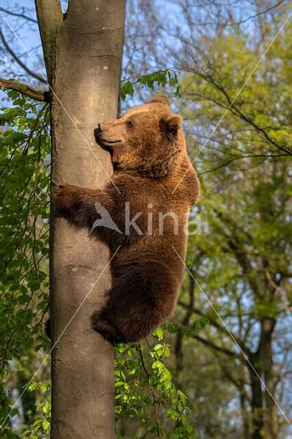 Ursus arctos arctos