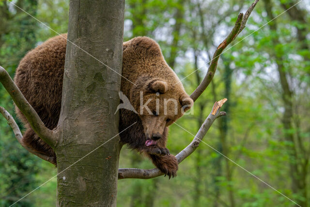 Ursus arctos arctos