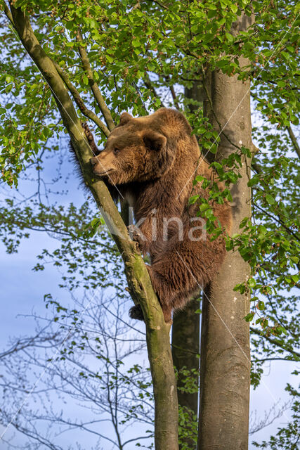 Ursus arctos arctos