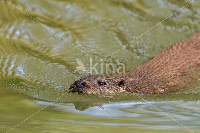 Visotter