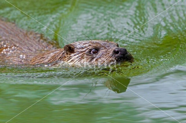 Visotter