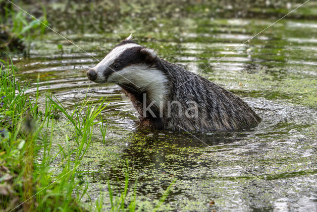 Badger (Meles meles)