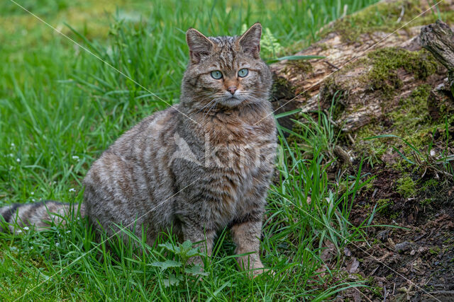 Wilde kat (Felis silvestris)