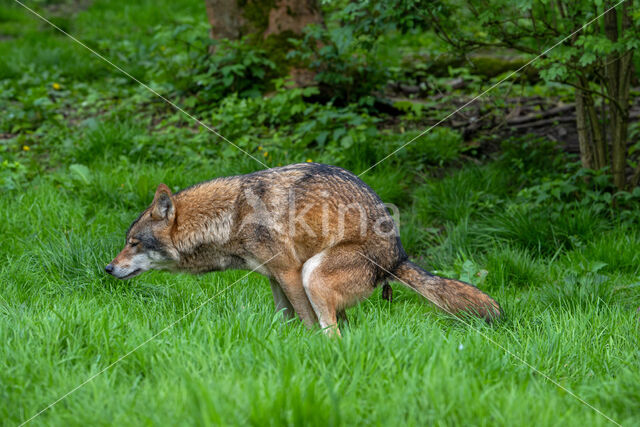 Europese wolf (Canis lupus lupus)