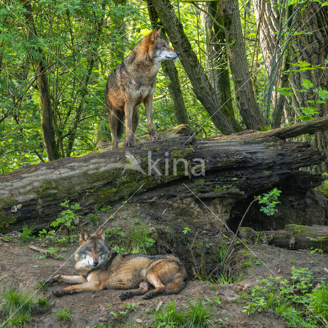 Europese wolf (Canis lupus lupus)