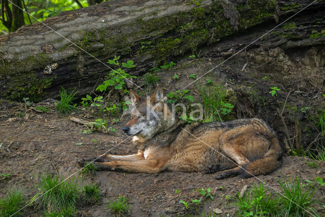 Europese wolf (Canis lupus lupus)