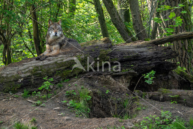 Europese wolf (Canis lupus lupus)