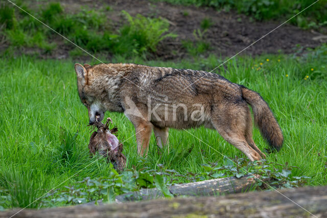 Europese wolf (Canis lupus lupus)