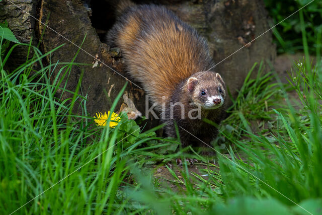 Bunzing (Mustela putorius)